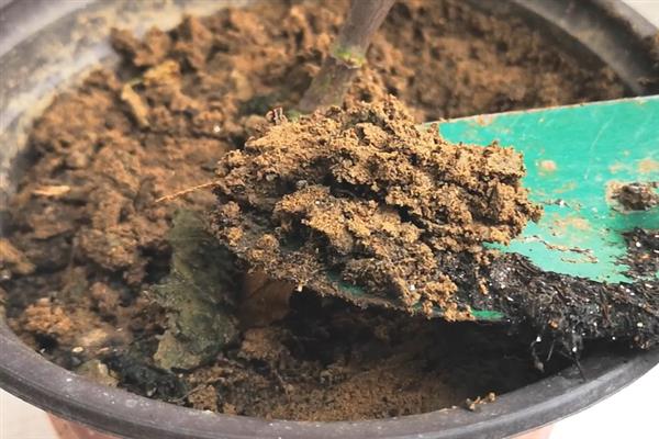 雪茄花的叶片发黄掉落如何处理，缺少光照时要剪除黄叶并放在室外养护