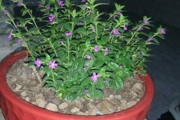 雪茄花的叶片发黄掉落如何处理，缺少光照时要剪除黄叶并放在室外养护