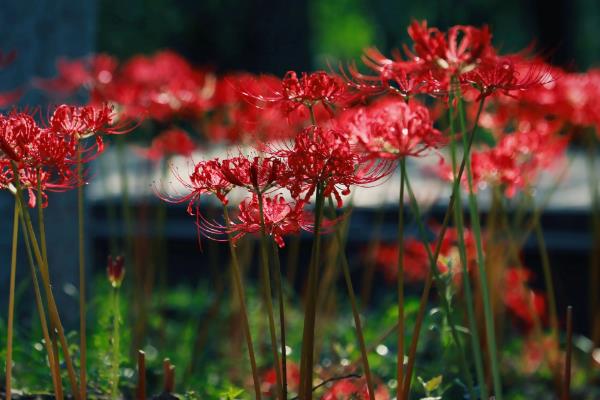 彼岸花的花语是什么，寓意永不相见、相互思念等