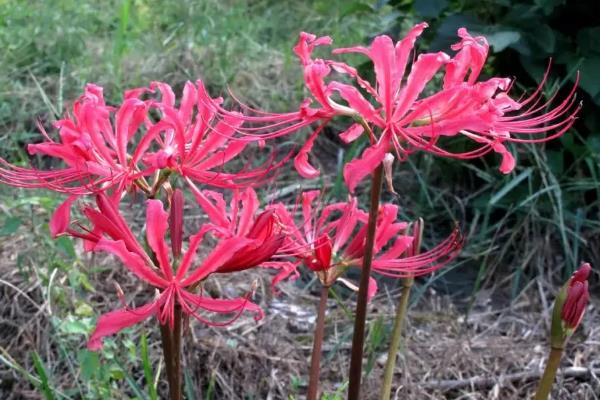 彼岸花的花语是什么，寓意永不相见、相互思念等