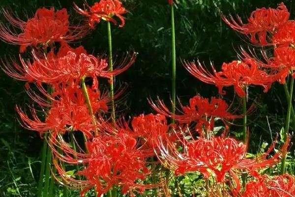 彼岸花的花语是什么，寓意永不相见、相互思念等