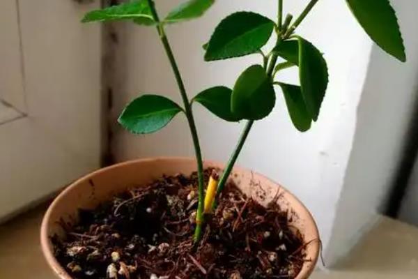 茶花树能插枝栽培吗，日常是可以插枝栽培的