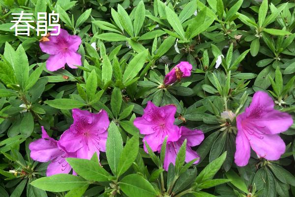 杜鹃花的名贵品种，常见的有映山红、五宝珠等