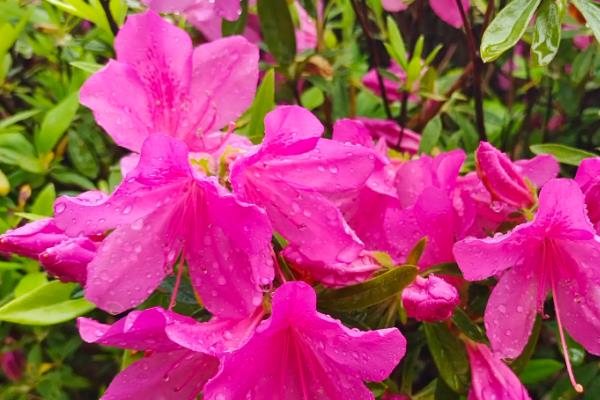 杜鹃花的名贵品种，常见的有映山红、五宝珠等
