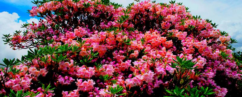 杜鹃花的名贵品种，常见的有映山红、五宝珠等
