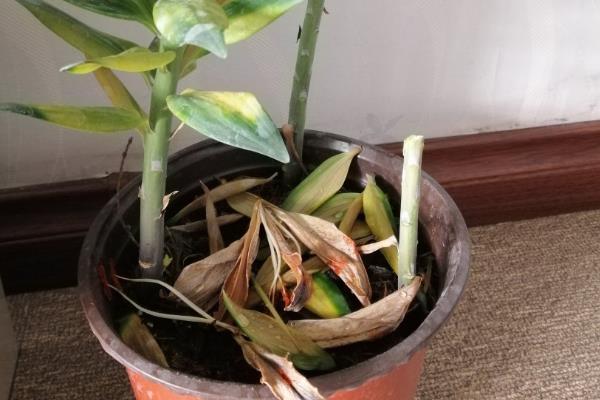 百合花有没有毒，本身无毒可以养在室内