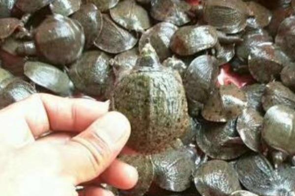 台湾甲鱼苗能长多大，一年可长至100-200g