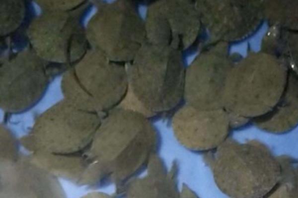 台湾甲鱼苗能长多大，一年可长至100-200g