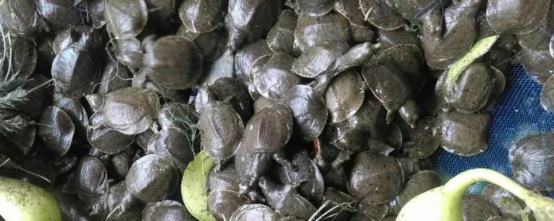 台湾甲鱼苗能长多大，一年可长至100-200g