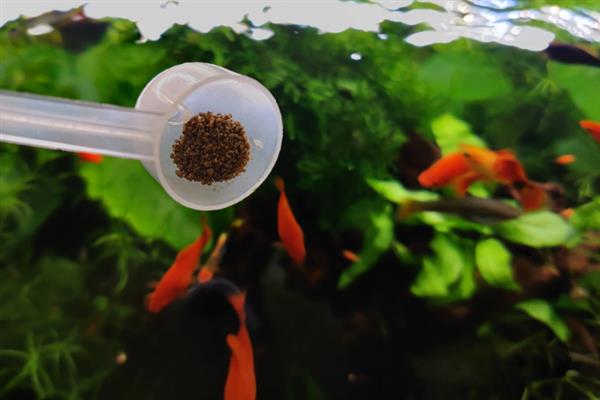 观赏鱼如何管理，不同季节的管理方法不同