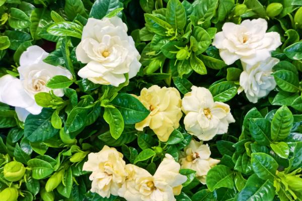枙子花怎么养殖，冬季每隔半个月浇一次水