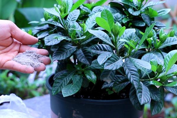 枙子花怎么养殖，冬季每隔半个月浇一次水
