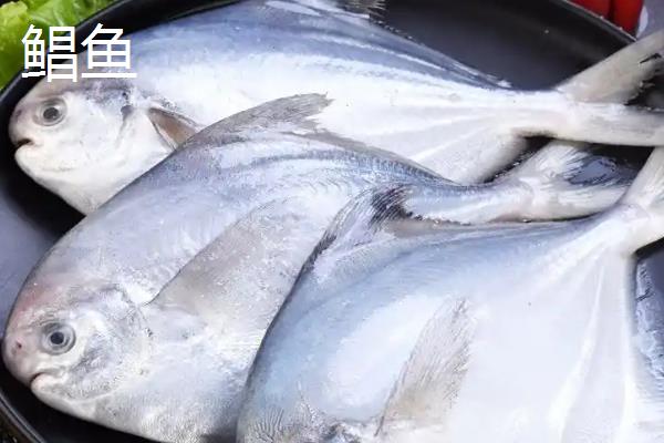 鱼是哪种生殖方式，属于有性生殖