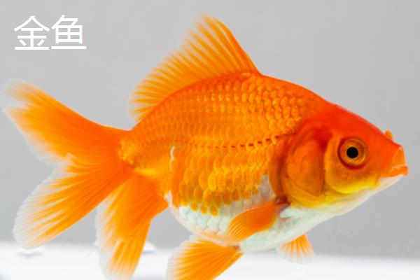鱼是哪种生殖方式，属于有性生殖