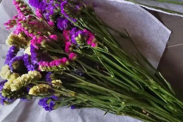 勿忘我的盆栽方法，开花前追施磷钾肥可促进花朵开放
