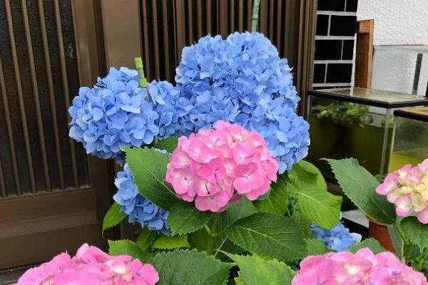 绣球花有什么寓意，代表圣洁典雅、团聚团圆、浪漫爱情
