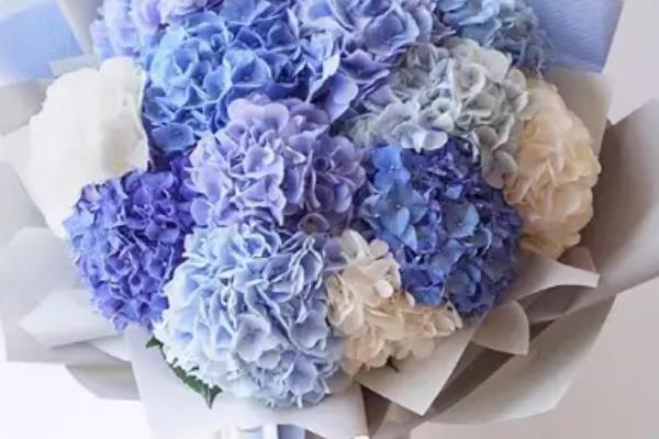 绣球花有什么寓意，代表圣洁典雅、团聚团圆、浪漫爱情