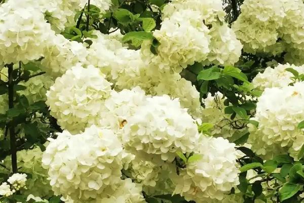绣球花有什么寓意，代表圣洁典雅、团聚团圆、浪漫爱情