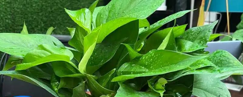 绿萝有没有毒，其汁液有毒