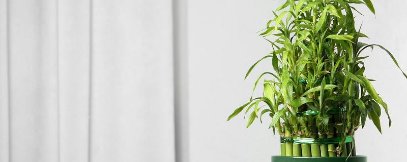 盆栽富贵竹有哪些注意事项，冬季要减少或停止浇水