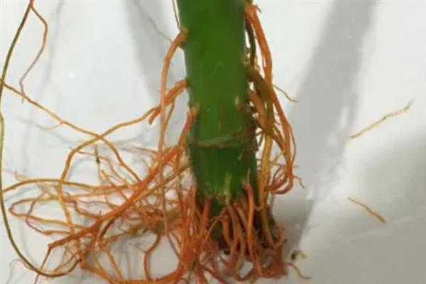 盆栽富贵竹有哪些注意事项，冬季要减少或停止浇水