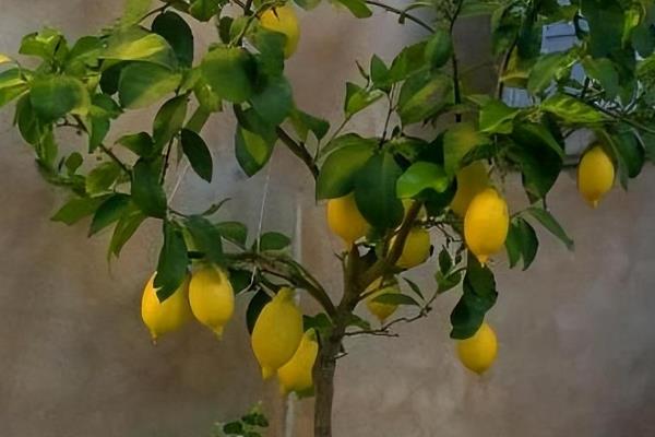 柠檬树一年会开花结果几次，一年只能开花结果一次