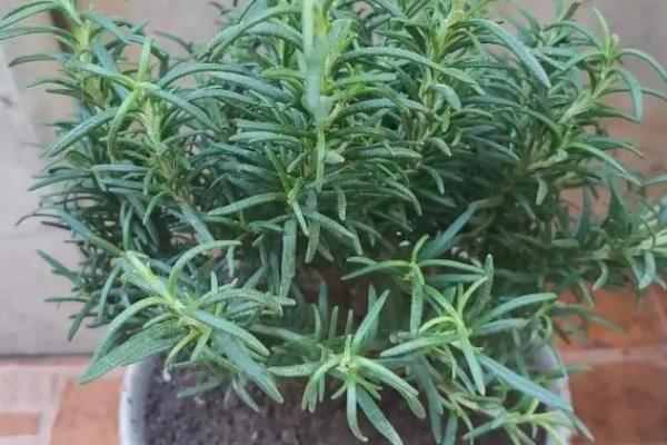 秋天养殖迷迭香的方法，减少浇水次数避免烂根