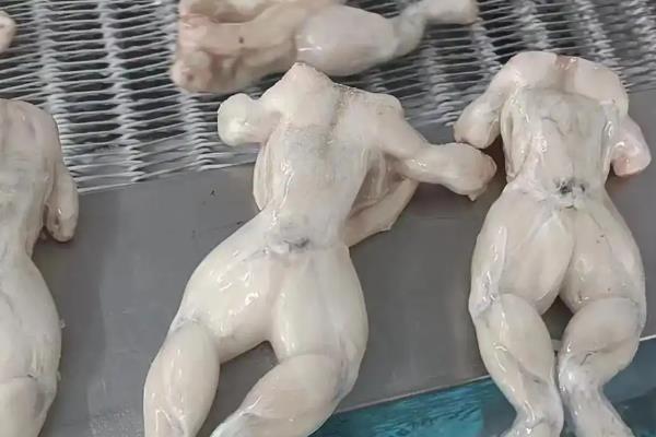 牛蛙有没有寄生虫，可在人体内寄生或被排出体外
