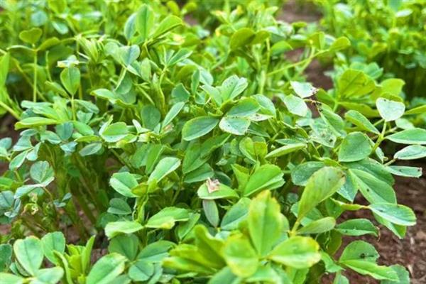 紫花苜蓿与苜蓿草的区别，形态特征、主要价值均不同