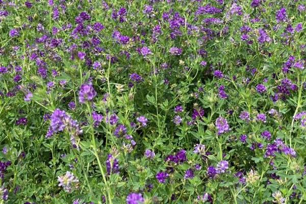 紫花苜蓿与苜蓿草的区别，形态特征、主要价值均不同
