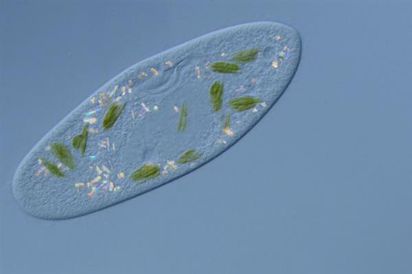 草履虫的简介，是一种单细胞雌雄同体的生物