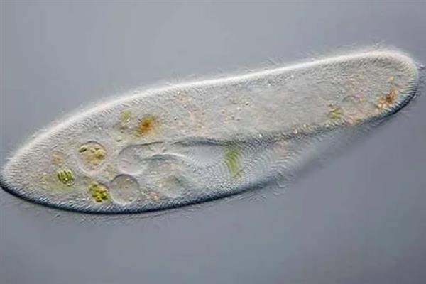 草履虫的简介，是一种单细胞雌雄同体的生物