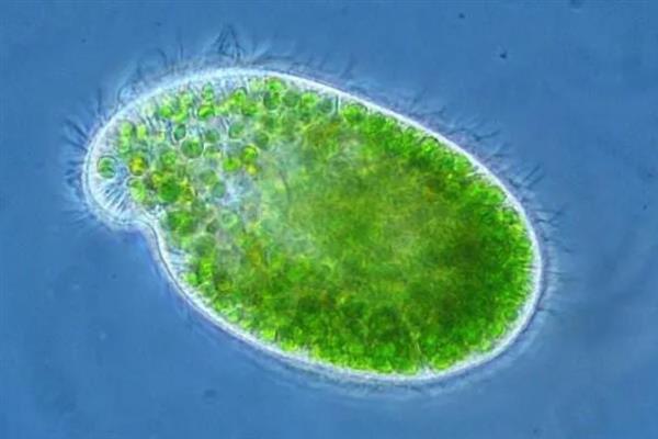 草履虫的简介，是一种单细胞雌雄同体的生物