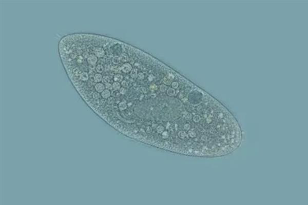 草履虫的简介，是一种单细胞雌雄同体的生物