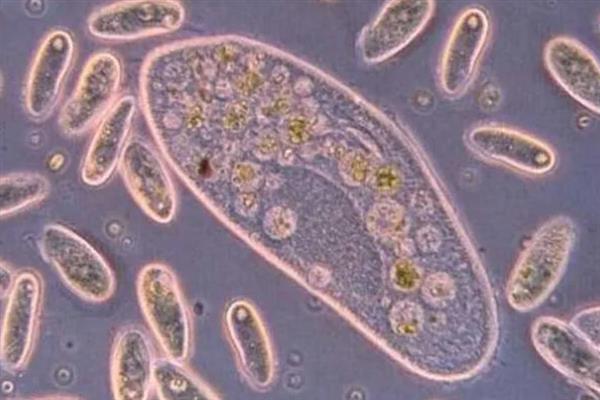 草履虫的简介，是一种单细胞雌雄同体的生物