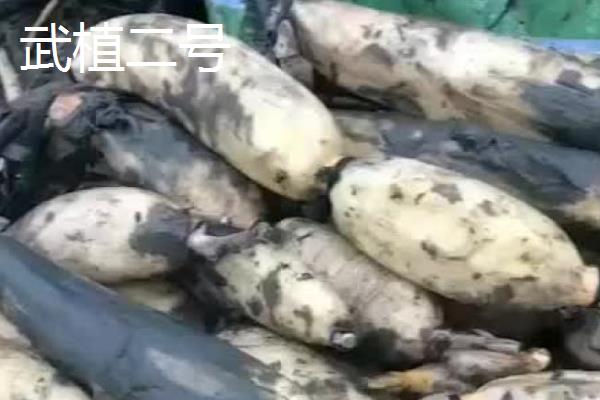 中国莲藕之乡是哪里，江苏宝应、山东临沂、江苏金湖等地区均有此称号