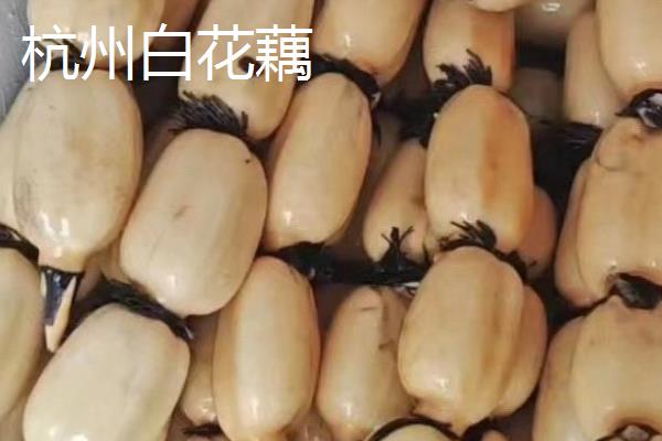 中国莲藕之乡是哪里，江苏宝应、山东临沂、江苏金湖等地区均有此称号