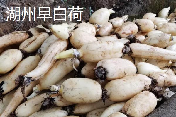 中国莲藕之乡是哪里，江苏宝应、山东临沂、江苏金湖等地区均有此称号