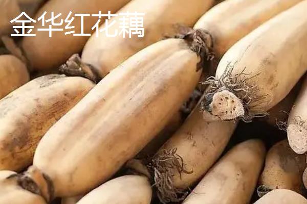 中国莲藕之乡是哪里，江苏宝应、山东临沂、江苏金湖等地区均有此称号