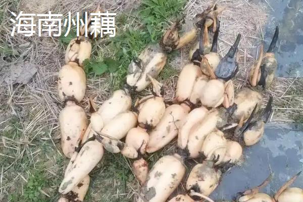 中国莲藕之乡是哪里，江苏宝应、山东临沂、江苏金湖等地区均有此称号