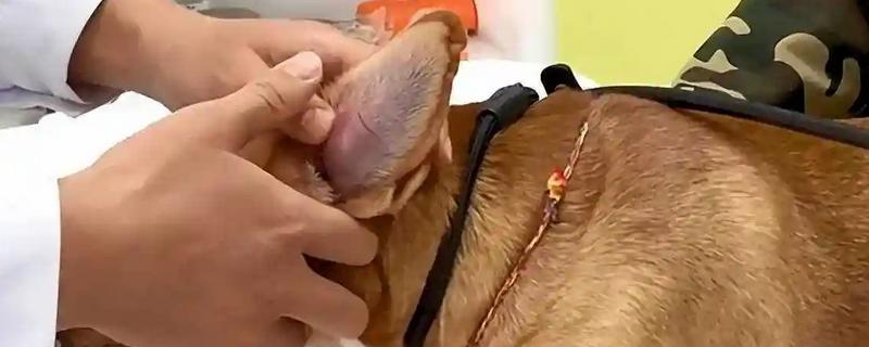 犬猫血肿临床症状，多见于软组织非开放性损伤