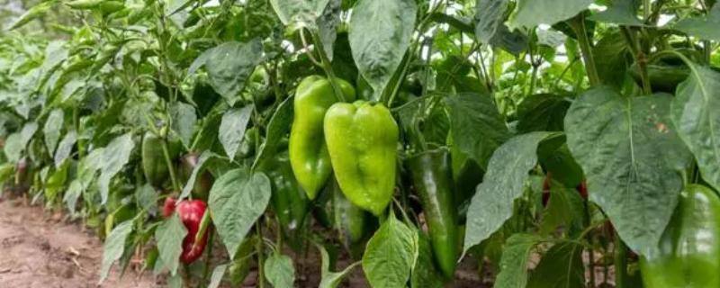 菜椒一亩地产多少斤，一般能产1-2千斤左右