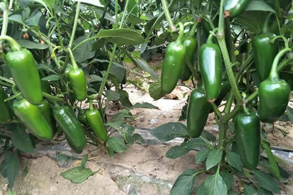 菜椒一亩地产多少斤，一般能产1-2千斤左右