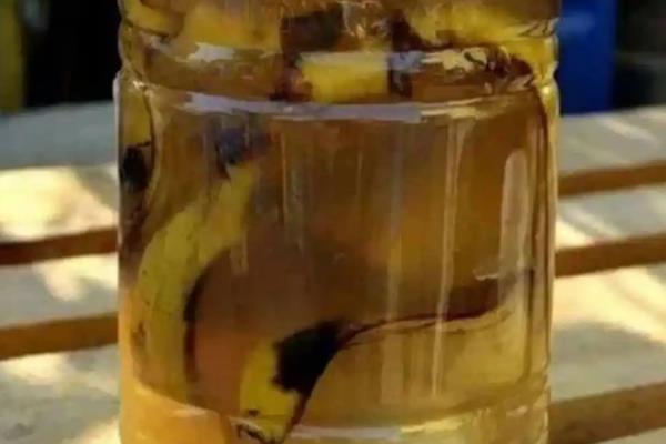 怎么把水果皮做成花肥，洗净切碎后装入容器中发酵