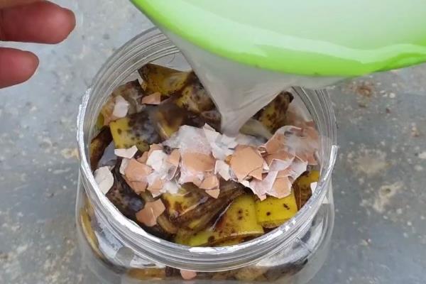 怎么把水果皮做成花肥，洗净切碎后装入容器中发酵