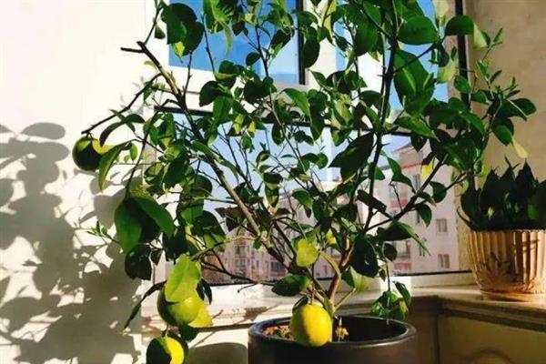 在北方如何盆栽柠檬，室温需控制在23-29℃