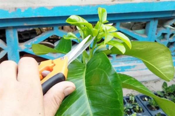 在北方如何盆栽柠檬，室温需控制在23-29℃
