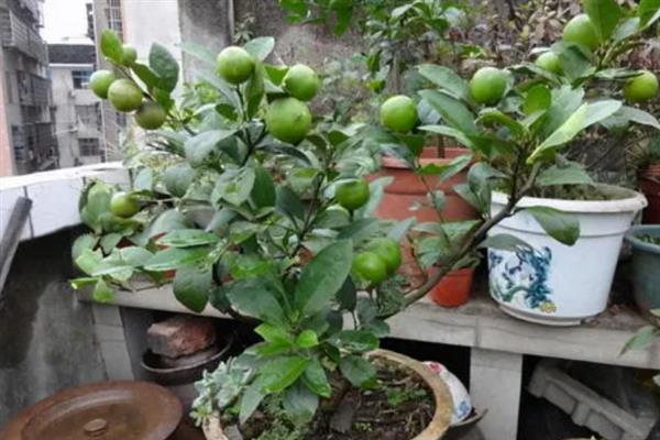 在北方如何盆栽柠檬，室温需控制在23-29℃