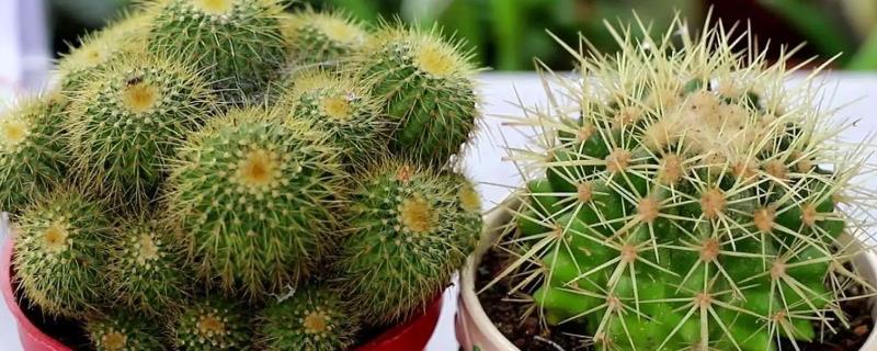 仙人球长高不长圆如何解决，每周需要将仙人球转盆一次