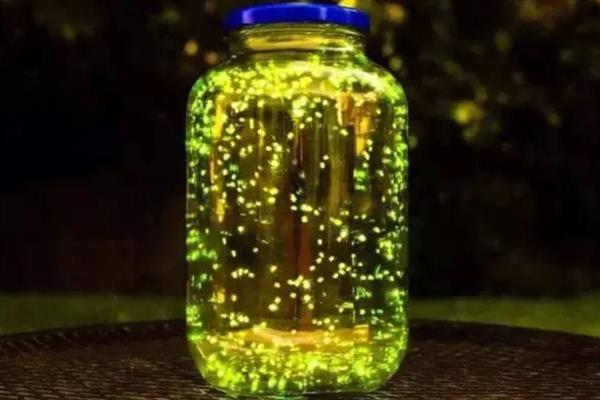 萤火虫怎么养殖，定期向饲养容器中投放活蜗牛